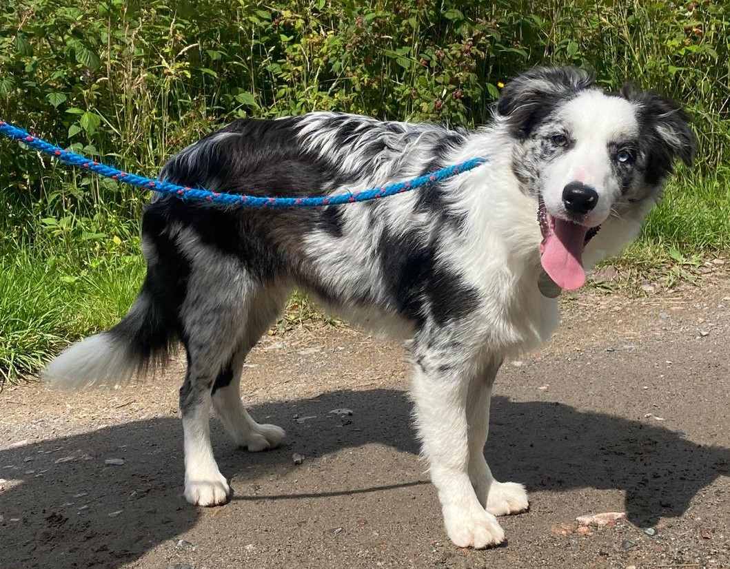 collie dog standing facing with tongue out