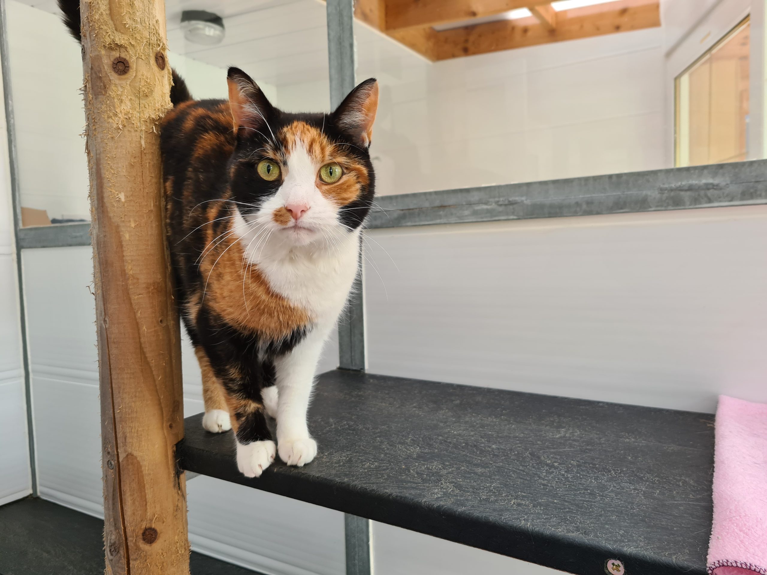 tortoiseshell and white cat standing beside post looking at camera.