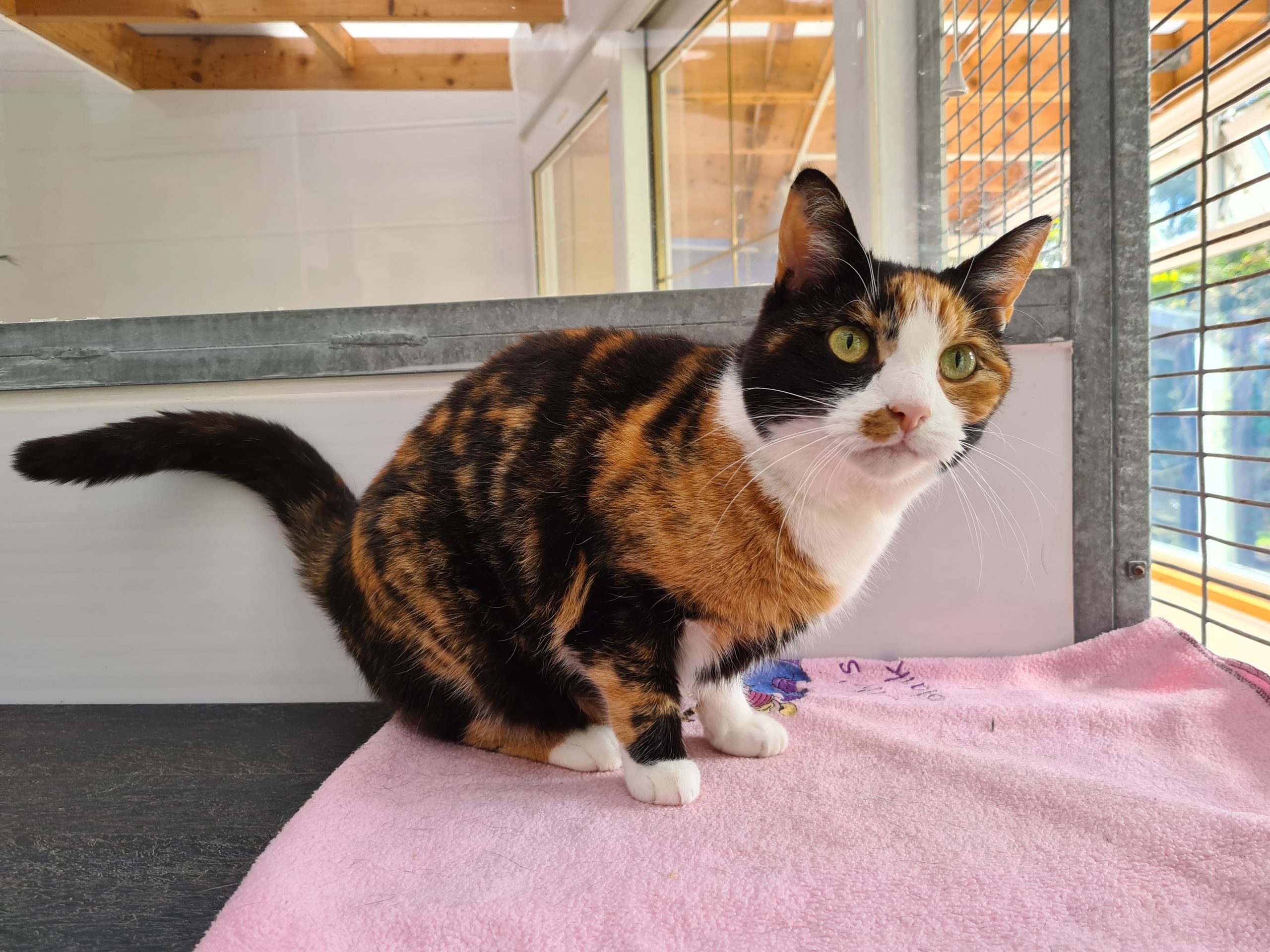 tortoiseshell and white cat sitting with tail out looking at camera.