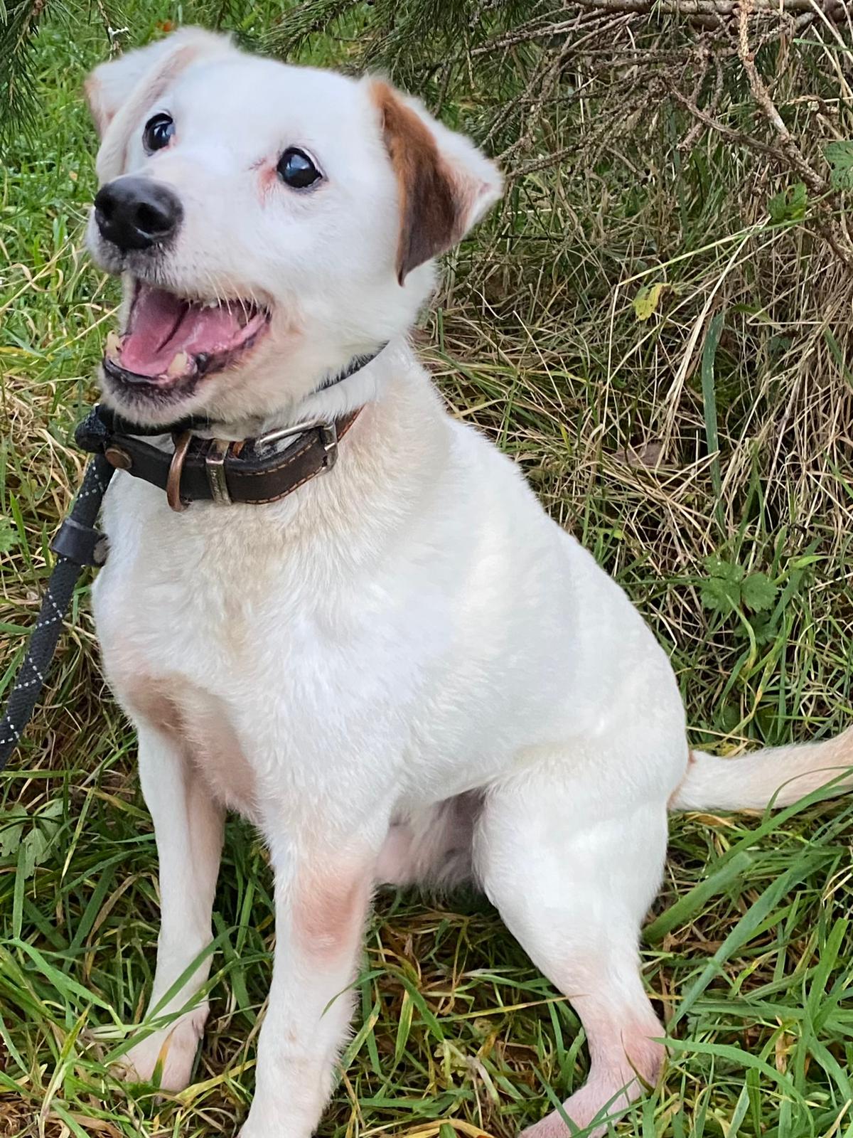 white dog sitting with mouth open