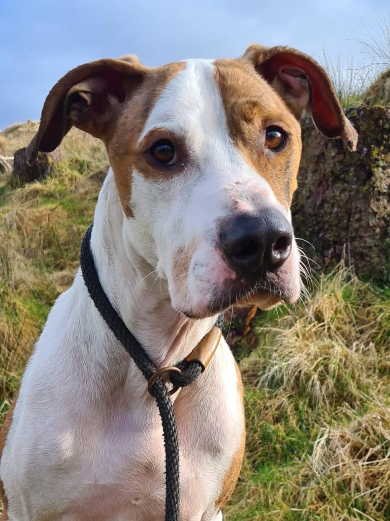 Gunner, a 3 years old male Staffordshire Bull Terrier available for adoption from Fiona's Ark in Scotland