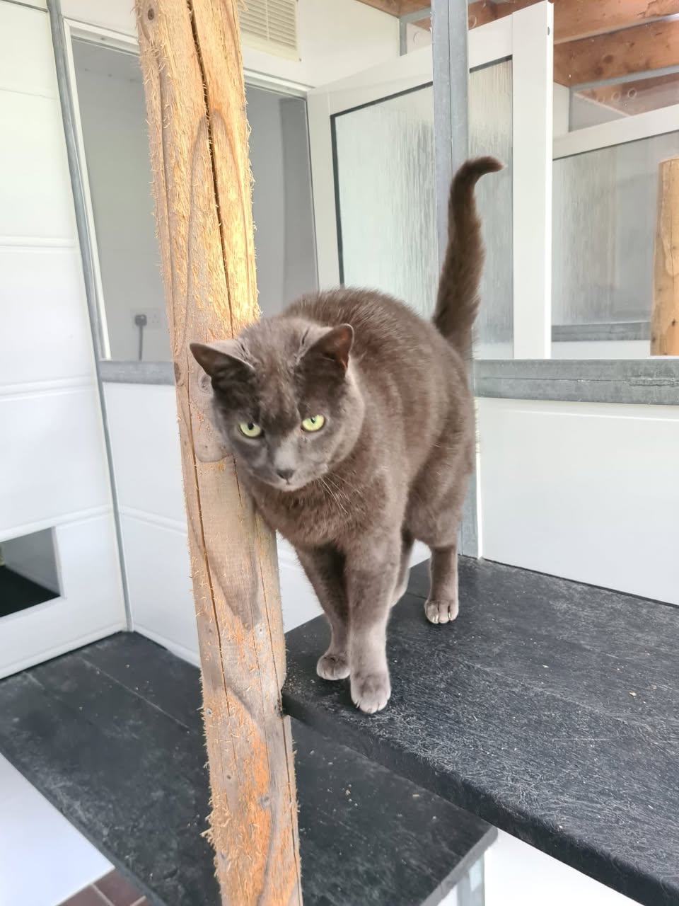 Cat-Mist-1