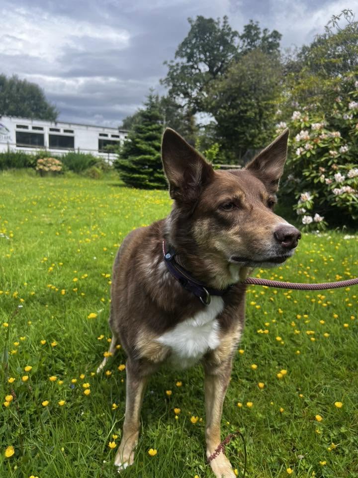 ruby-collie-dog-1